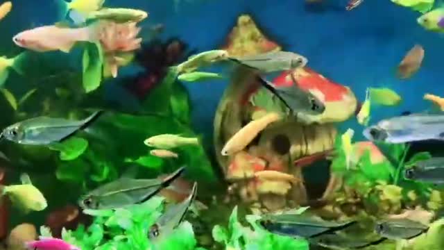 Golden Fish1