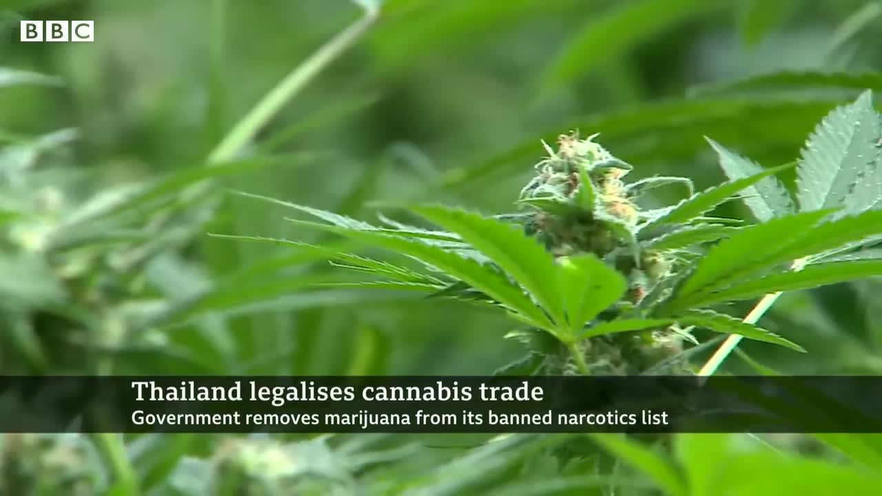 Thailand legalises cannabis growing and trade - BBC News