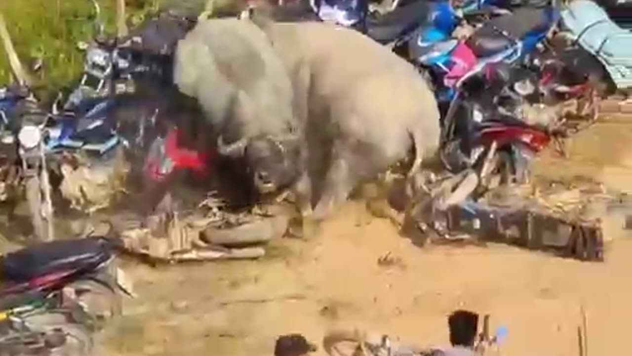 Animal fight