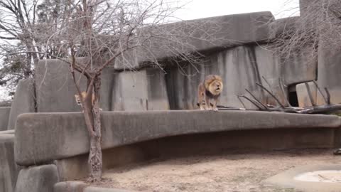 Lion and Lioness Roaring - Louisville Zoo