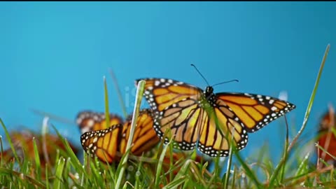 The world's most beautiful butterflies are playing.