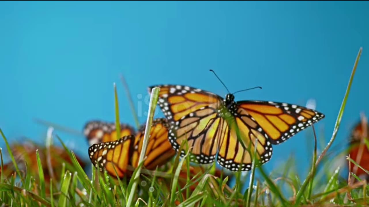 The world's most beautiful butterflies are playing.