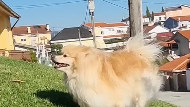 Cute dogs playing in the grass