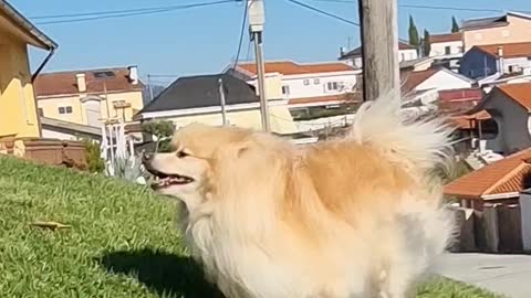 Cute dogs playing in the grass