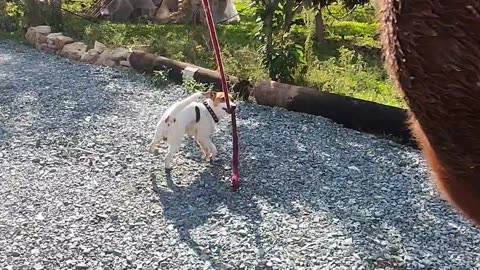 Jack Russell Takes Horse For Walk