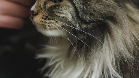 Petting a cute Cat