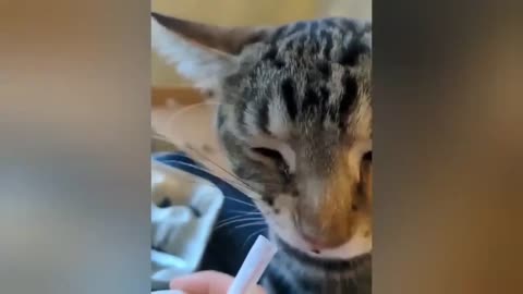 HOUR FUNNY CATS COMPILATION 2022😂_ Funny and Cute Cat Videos😸 ! - 196