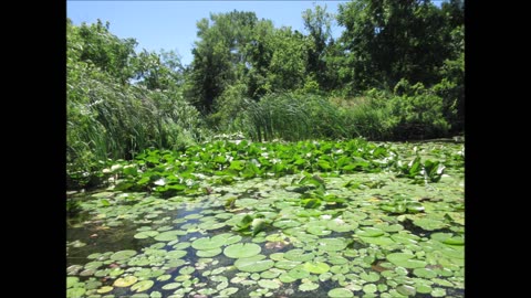 The Floating Leaf Yellow Lily Pad Flower July 2022