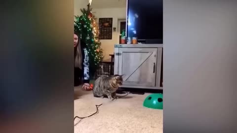 "Animals React to the Most Shocking Situations – You Won't Believe Their Hilarious Responses!"