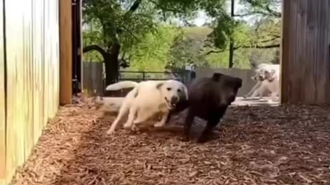 Animals Funny Clip 01