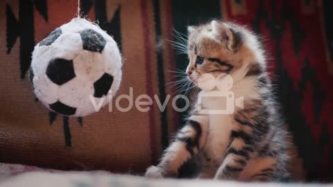 cat play video