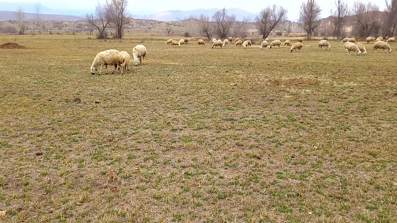 kangal akkaraman kış kapıya dayandı