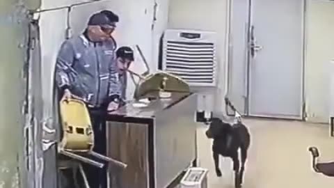 Mad dogs chase and bite humans