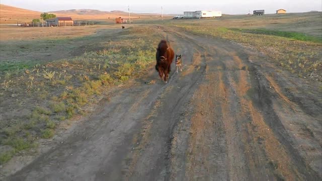 Bison baby's legendary run in setting sun