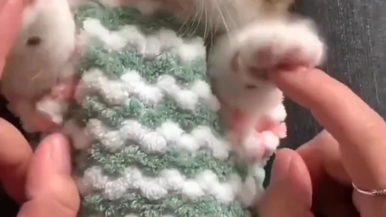 Baby kittens cute and funny_🥰Baby kitten cutest moments #cats #shorts #catvideos