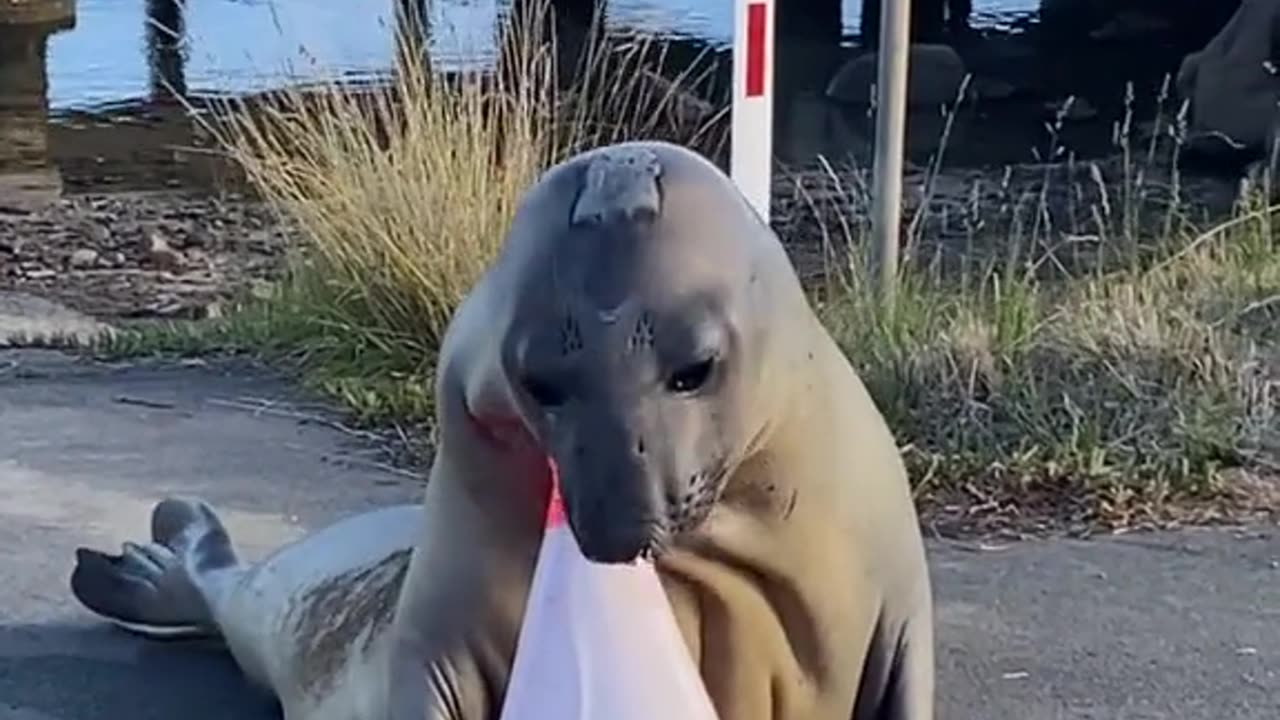 Neil The Seal