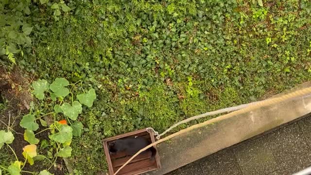 Cat Uses Homemade Elevator to Explore the Garden