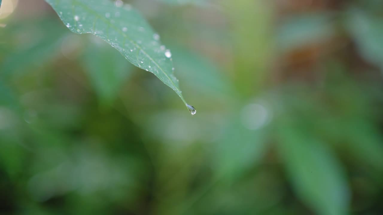 Close Up Shot of Water Falling off Leaves in Bali