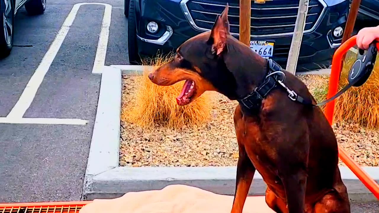 Doberman Riding Cart Into Costco