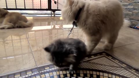 Here's How Cats Bathe Their Children - Cat Lovers