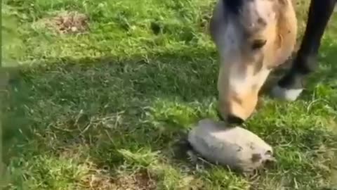 Funny videos animals