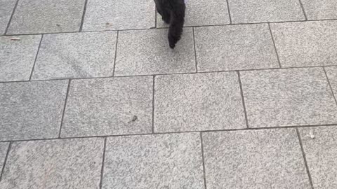 puppy