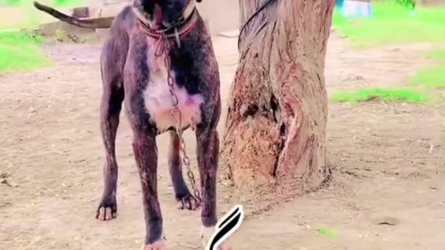 Dog funny video #shorts