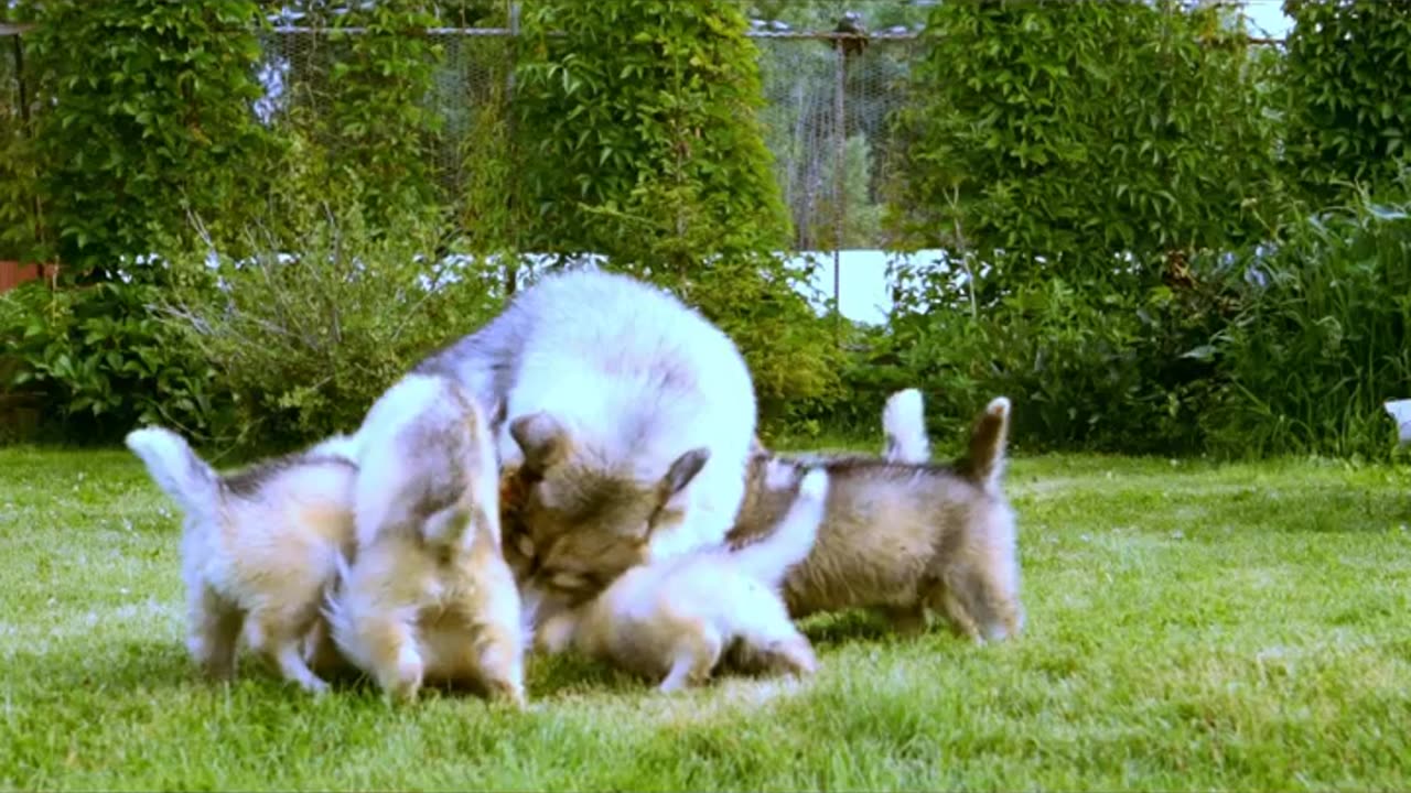 Cutes dogs _ Cutest dog in the world _ #puppy #youtubeshorts #viralvideo