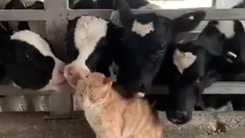 Pet of cows