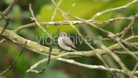 Cute bird video