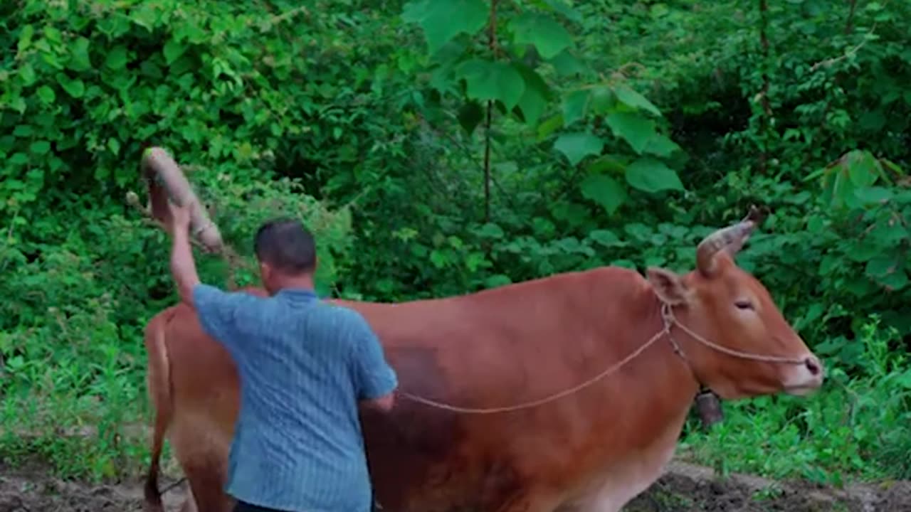 Ancient way of Casting Ploughing