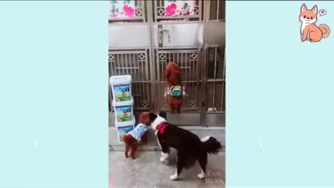 Funny cute dog videos!🥰☺️