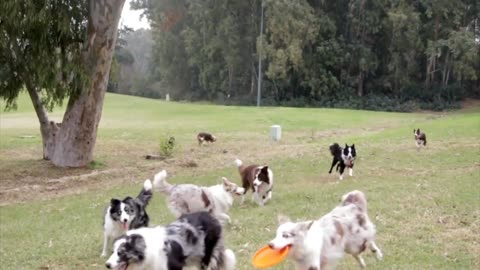 Play doggie with friends ⛹️⛹️⛹️