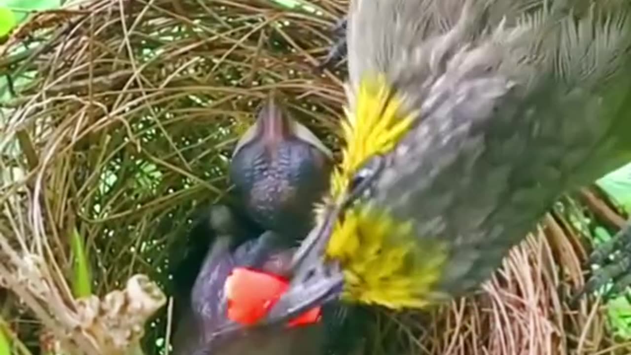 Mother bird takes care and feeds her baby bird #birdslove #nature #birds