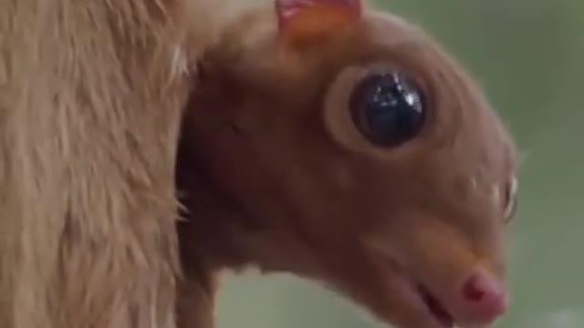 you’re lucky the camera stays off 🤚 #animalsoftiktok #animalsdoingthings