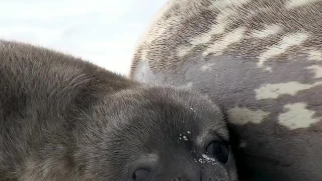 Weddell seal pup kneading 🐾 🇦🇶 Terra Nova Bay