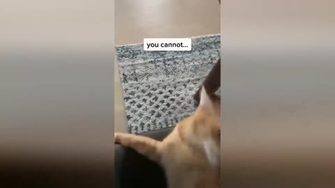 funny cats