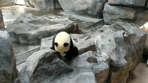 The panda