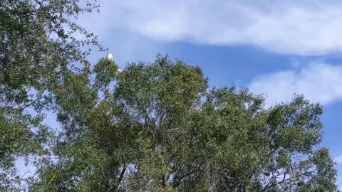 Flying Boat Glides Over Lake