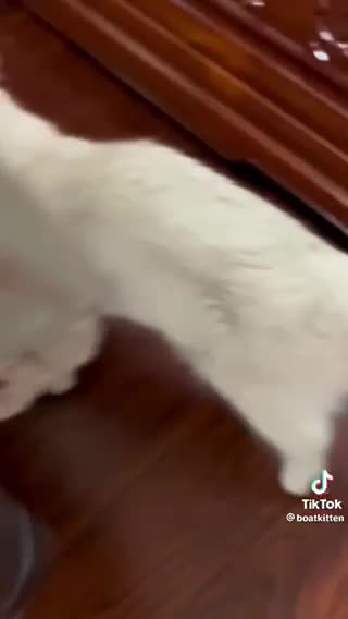 Cat mama with baby kitten