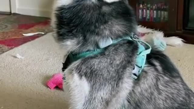 can your dog sing? singing dog, try not laugh