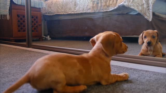 funny cute dog and mirror....