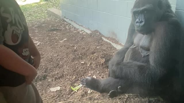 Golden Moment Captured on Camera as Gorilla Mimics Boy