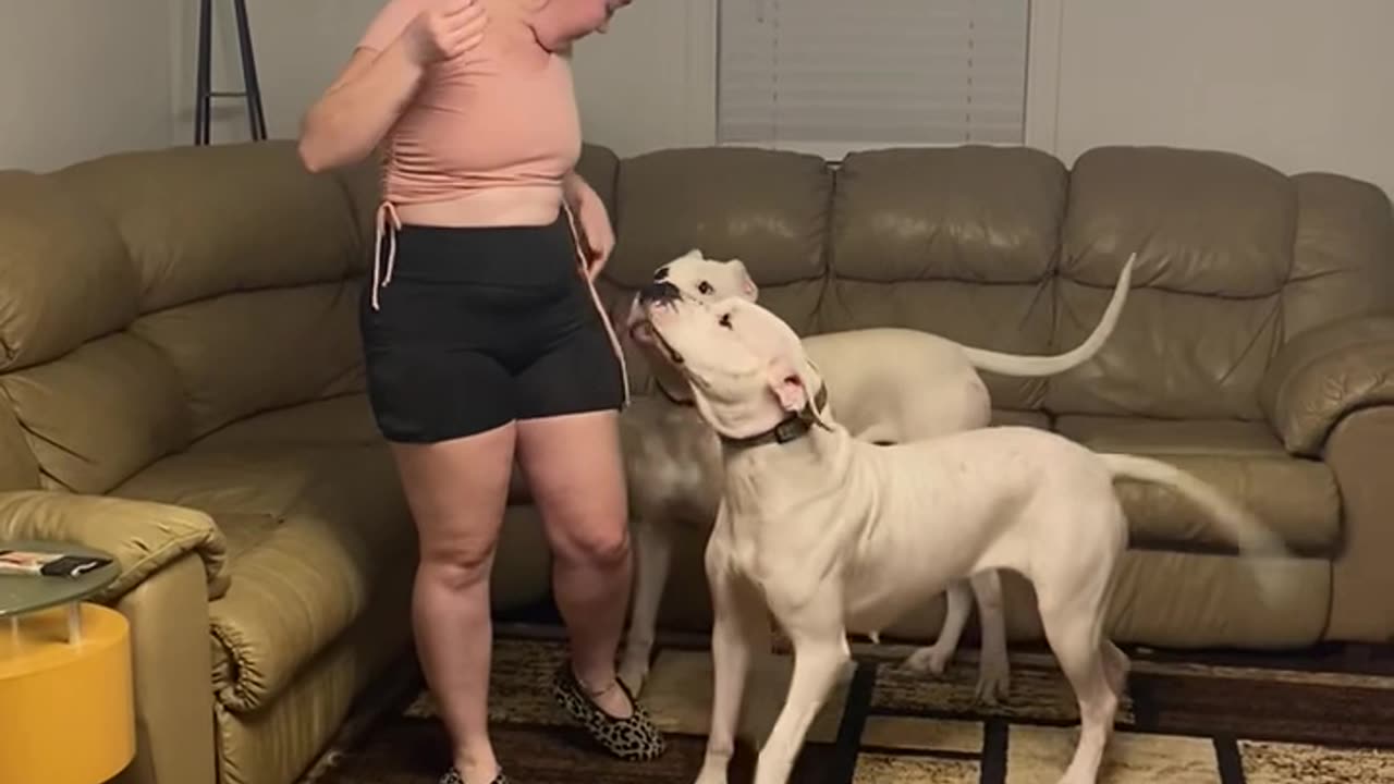 Dogs and Owner Play With A Balloon