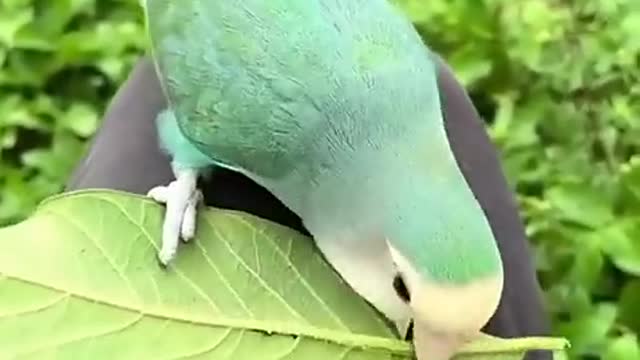 nice bird