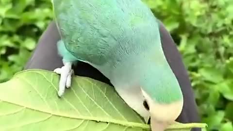 nice bird