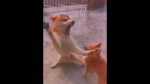 New Funny Animals 😂 Funniest Cats and Dogs Videos 😂😂