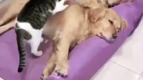 dogy and cat funny video