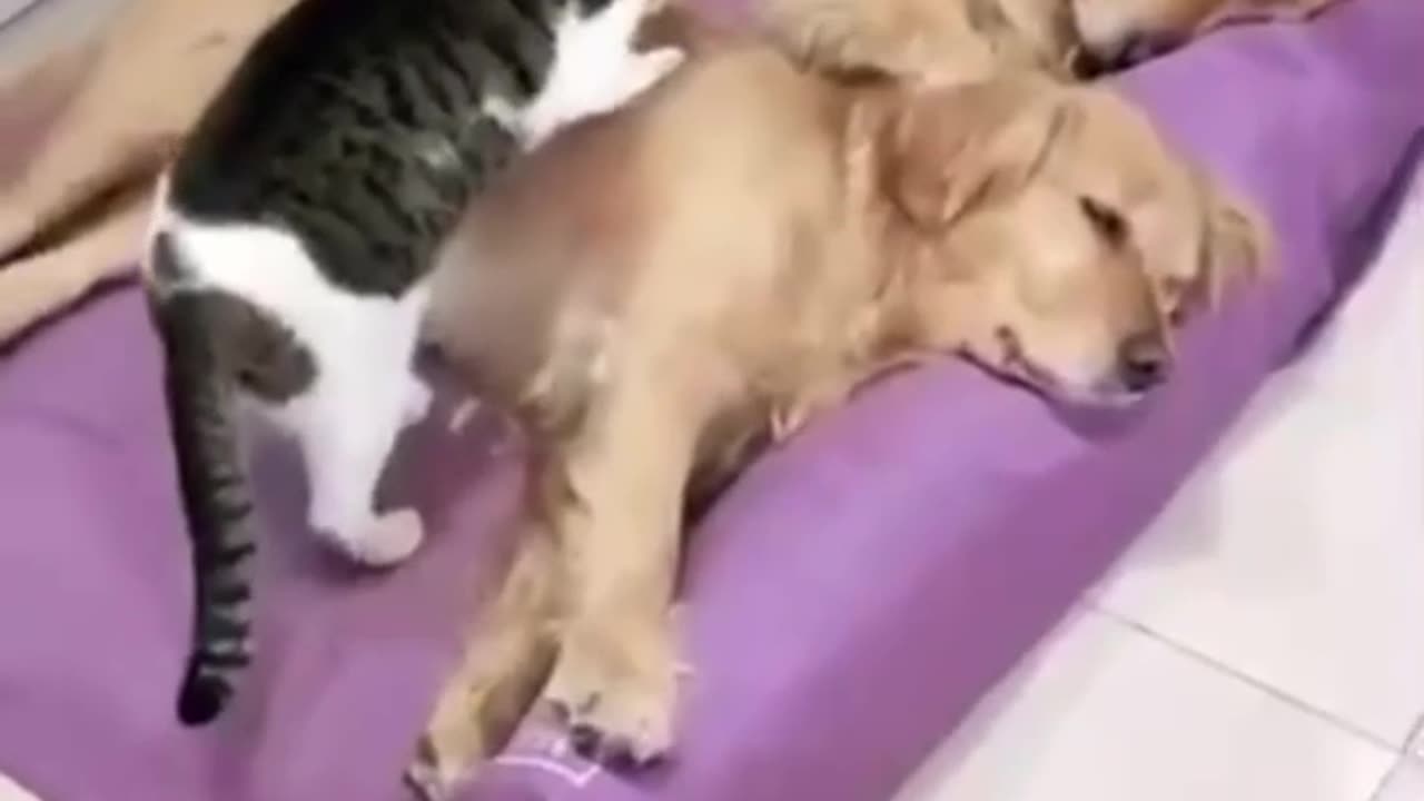 dogy and cat funny video