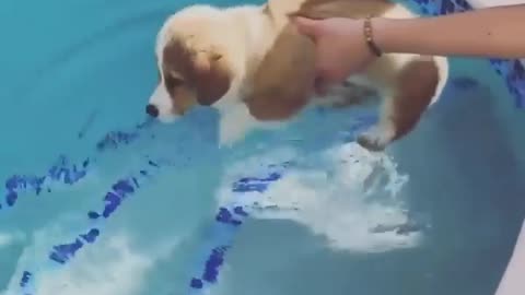 Fun in swimming pool 🐕